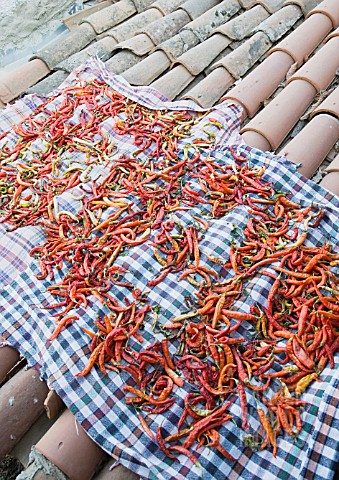 CAPSICUM_ANNUUM_DRIED_CHILLIES_ON_ROOFTOP