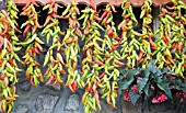 CAPSICUM ANNUUM, DRIED CHILLIES