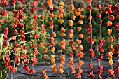 CAPSICUM ANNUUM, DRIED CHILLIES