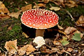 AMANITA MUSCARIA, FLY AGARIC