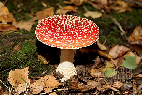 AMANITA_MUSCARIA_FLY_AGARIC