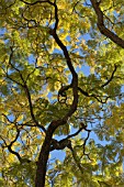 AUSTRALIAN TREE, LOOKING UP THROUGH CANOPY