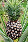 ANANAS COMOSUS, PINEAPPLE