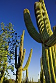 CARNEGIEA GIGANTEAS AGAINST BLUE SKY