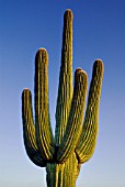 CARNEGIEA GIGANTEA AGAINST BLUE SKY