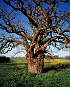 QUERCUS ROBUR