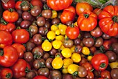 MIXED TOMATOES