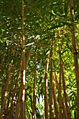 PHYLLOSTACHYS VIVAX AUREOCAULIS