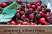 CHERRIES