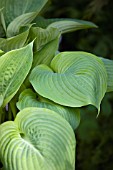 HOSTA SUM AND SUBSTANCE