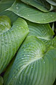 HOSTA SUM AND SUBSTANCE