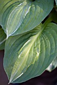 HOSTA STRIPTEASE