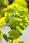 EUPHORBIA AMYGDALOIDES ROBBIAE