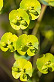 EUPHORBIA AMYGDALOIDES ROBBIAE