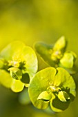 EUPHORBIA AMYGDALOIDES ROBBIAE