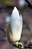 MAGNOLIA X SOULANGEANA ALBA SUPERBA