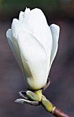 MAGNOLIA X SOULANGEANA ALBA SUPERBA