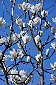 MAGNOLIA X SOULANGEANA ALBA SUPERBA