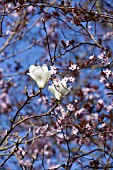 MAGNOLIA X SOULANGEANA ALBA SUPERBA