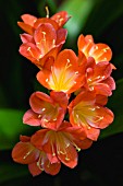 CLIVIA MINIATA