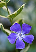 VINCA MINOR VARIEGATA