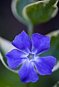 VINCA MINOR VARIEGATA