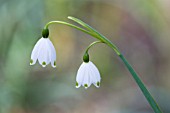 LEUCOJUM VERNUM