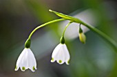 LEUCOJUM VERNUM