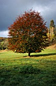 TILIA PLATYPHYLLOS