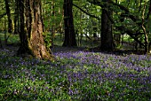 HYACINTHOIDES NON-SCRIPTA