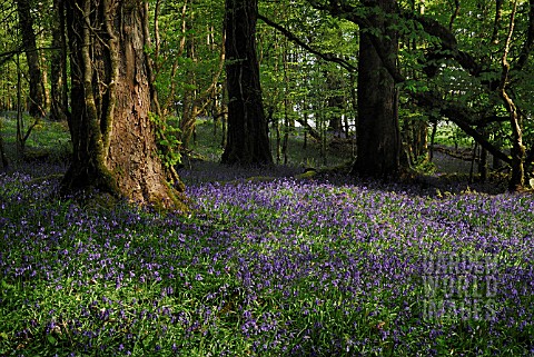HYACINTHOIDES_NONSCRIPTA