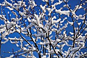 TREE BRANCHES COVERED WITH MELTING SNOW AGAINST BLUE SKY