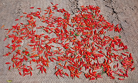 CAPSICUM_ANNUUM_LAOS_RED_CHILLI_PEPPERS_LAID_OUT_TO_DRY