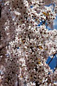 MALUS DOMESTICA BLOSSOM