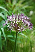 ALLIUM CRISTOPHII