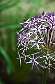 ALLIUM CRISTOPHII