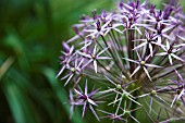 ALLIUM CRISTOPHII