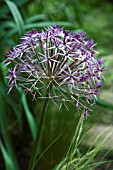 ALLIUM CRISTOPHII