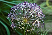 ALLIUM CRISTOPHII