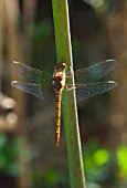 DRAGONFLY ON STEM OF AGAPANTHUS