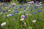 CENTAUREA CYANUS IN A MEADOW OF MIXED WILD FLOWERS