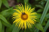 INULA HOOKERI