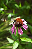 ECHINACEA PURPUREA