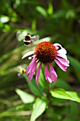 ECHINACEA PURPUREA