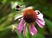 ECHINACEA PURPUREA