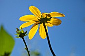 RUDBECKIA LACINIATA HERBSTSONNE