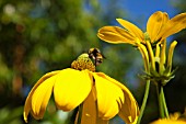 RUDBECKIA LACINIATA HERBSTSONNE