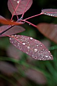 COTINUS COGGYGRIA GRACE