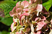 HYDRANGEA AND BEE