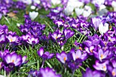 CROCUS VERNUS